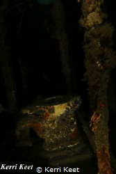 I have a special fascination for toilets underwater and t... by Kerri Keet 